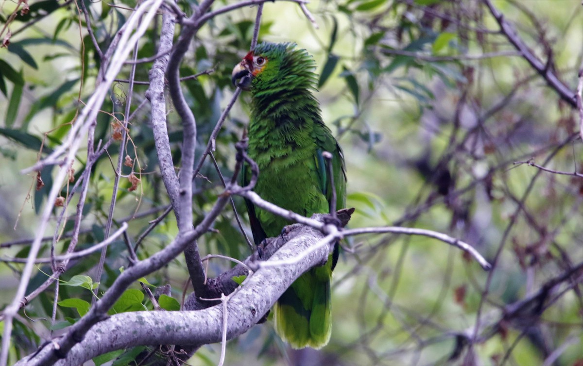 Red-lored Parrot - ML618392919