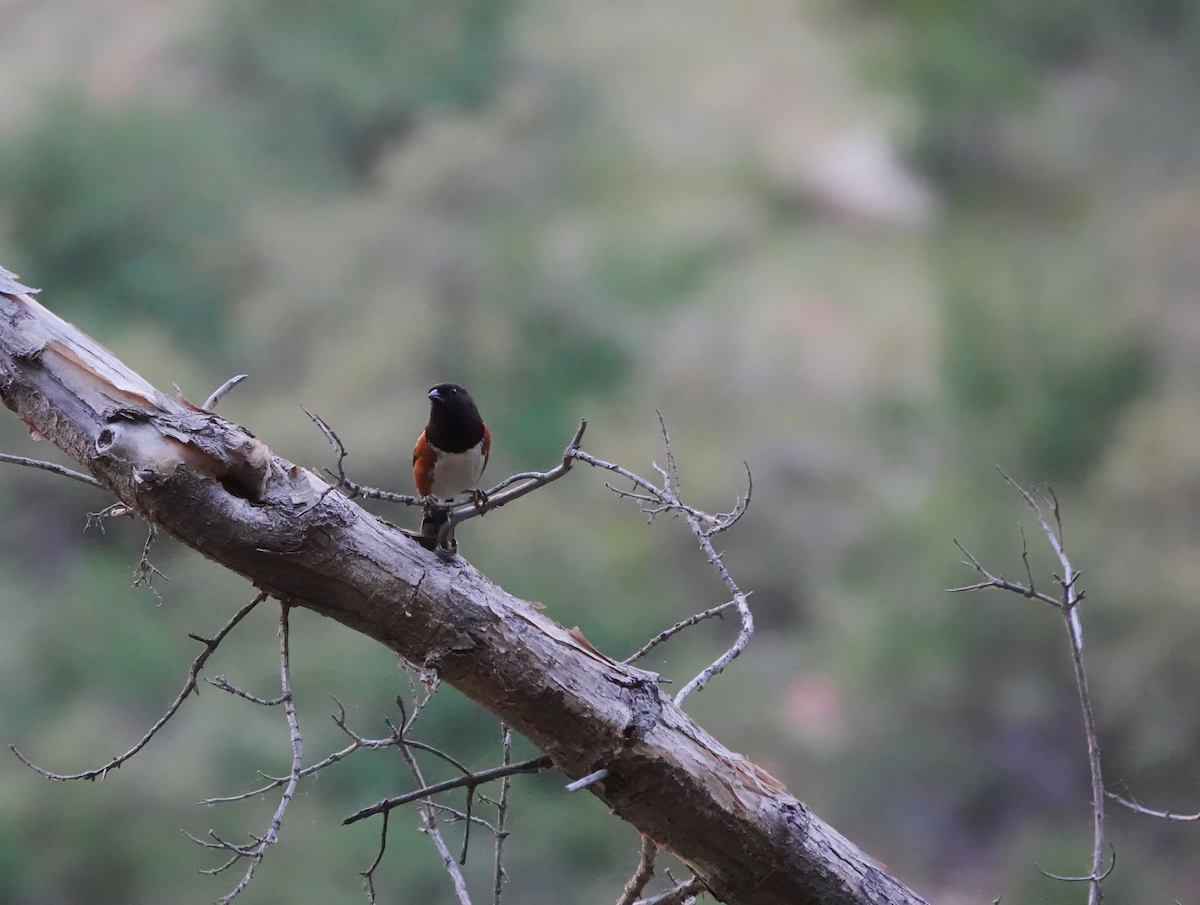 Spotted Towhee - ML618392924