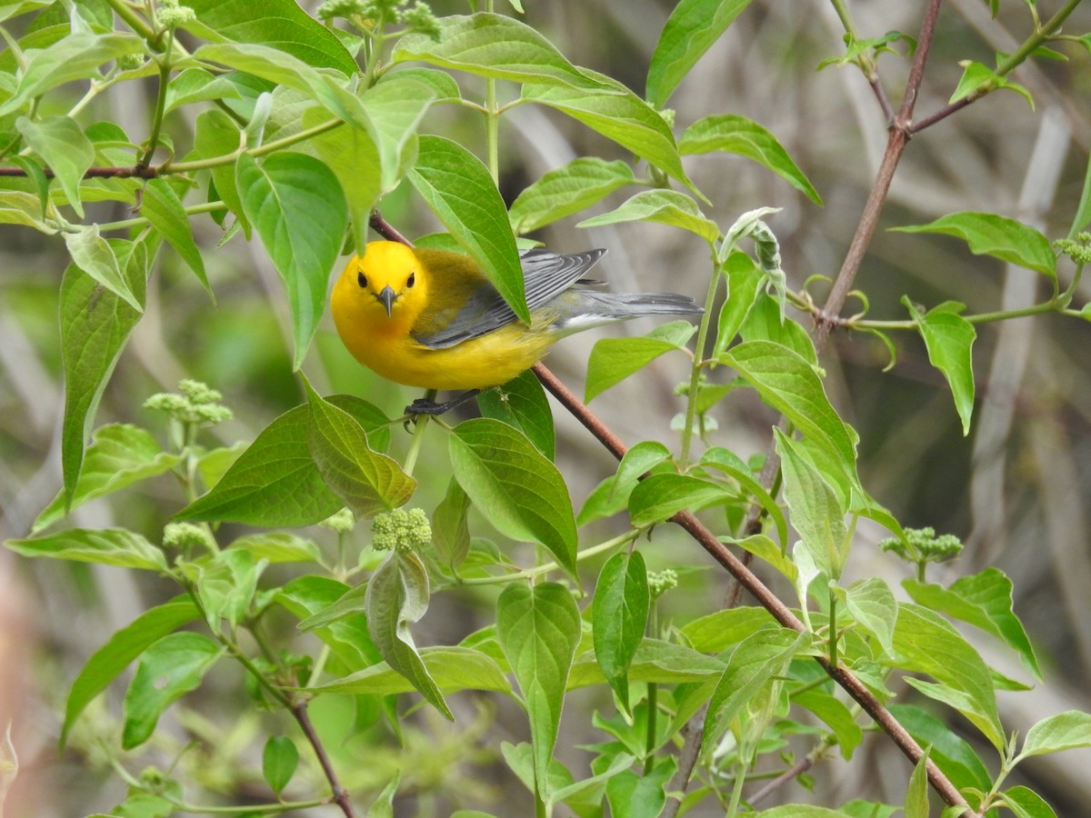 Prothonotary Warbler - ML618392937