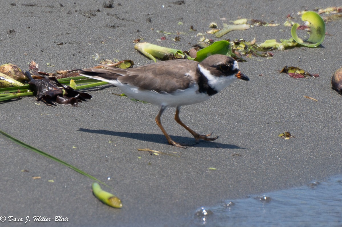 Semipalmated Plover - ML618392962