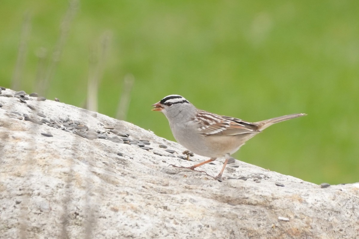 White-crowned Sparrow - Louis-Etienne Rivet