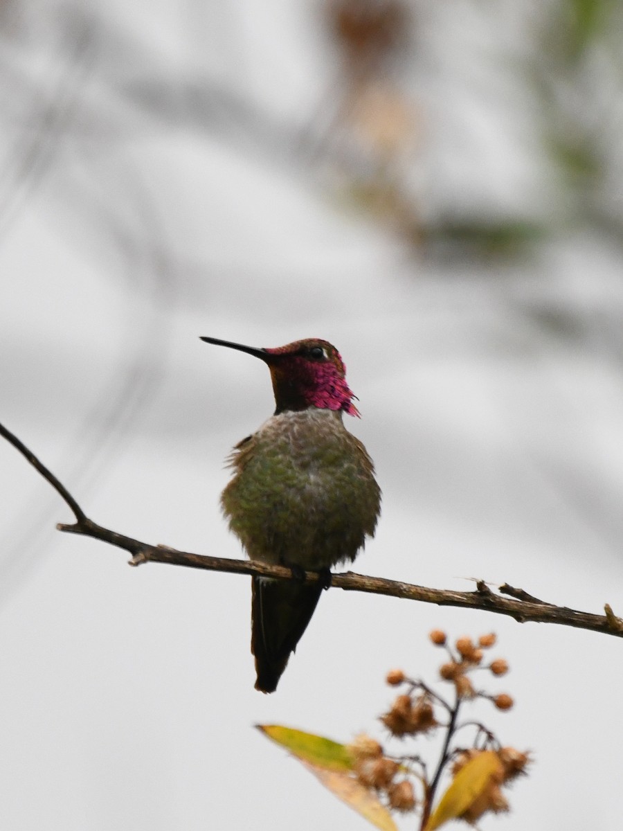 Anna's Hummingbird - ML618392992