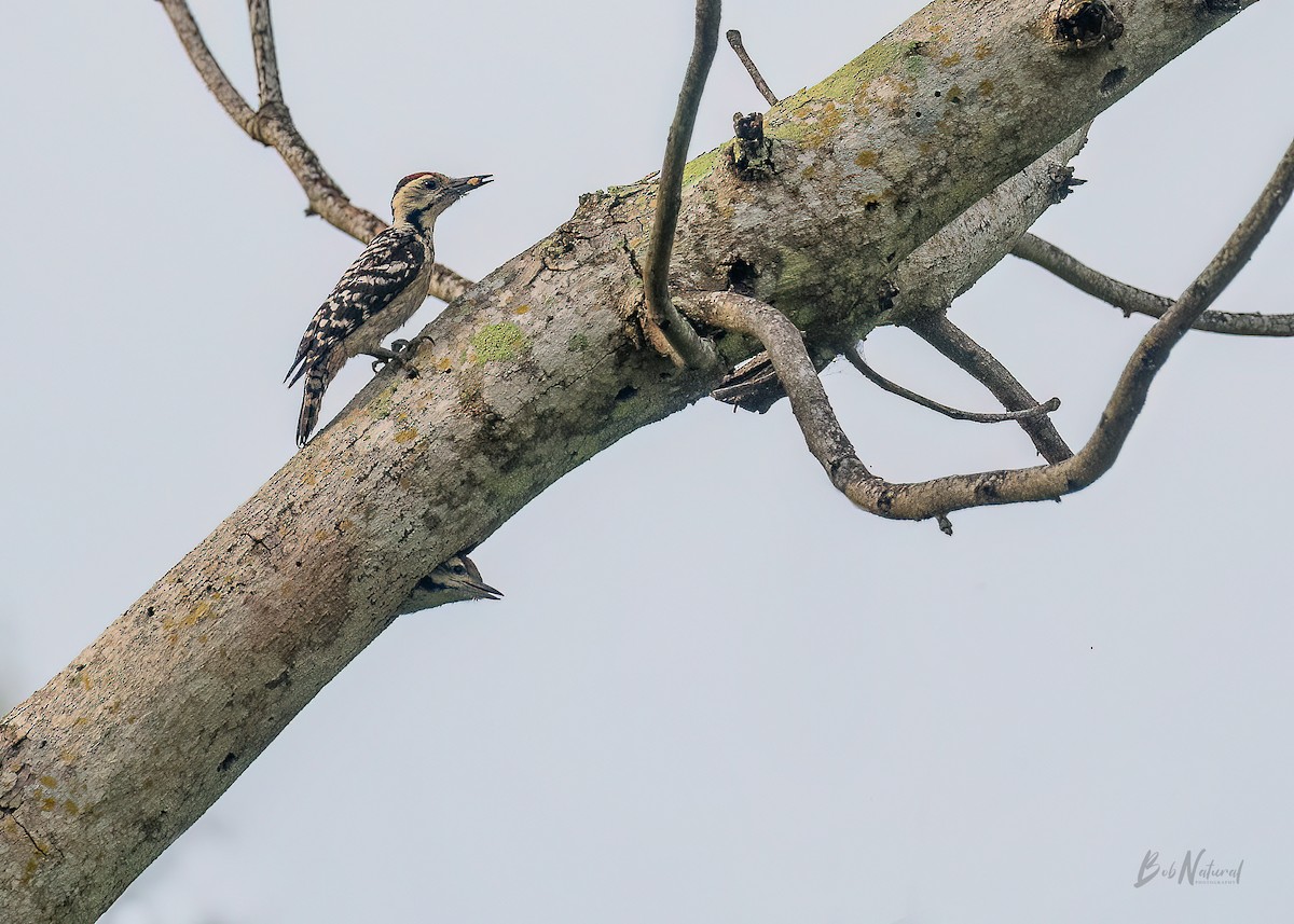 Freckle-breasted Woodpecker - ML618392993
