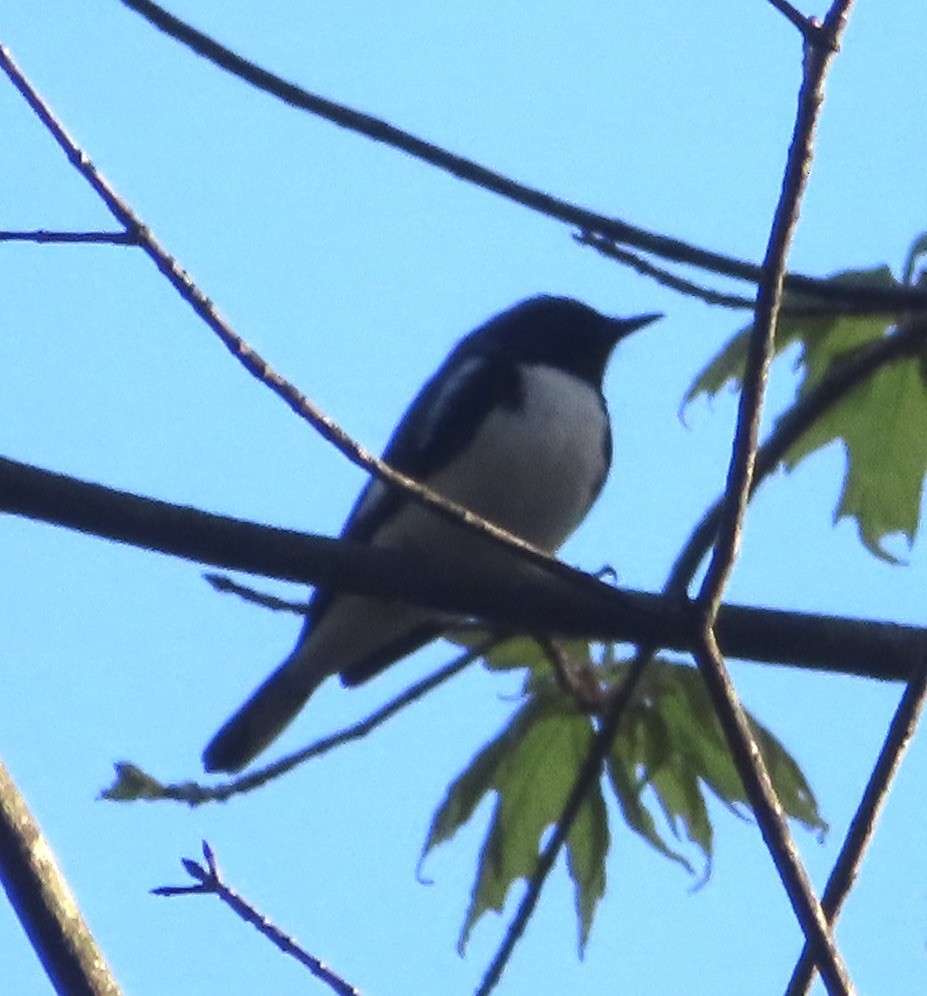 Black-throated Blue Warbler - ML618392996