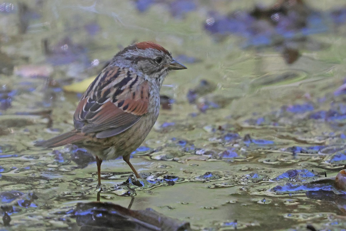 Swamp Sparrow - ML618392999