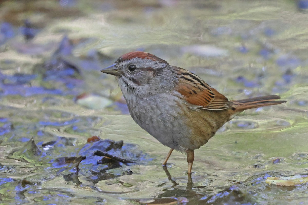 Swamp Sparrow - ML618393000
