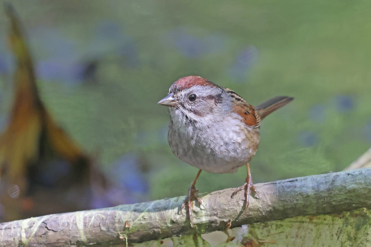 Swamp Sparrow - ML618393001