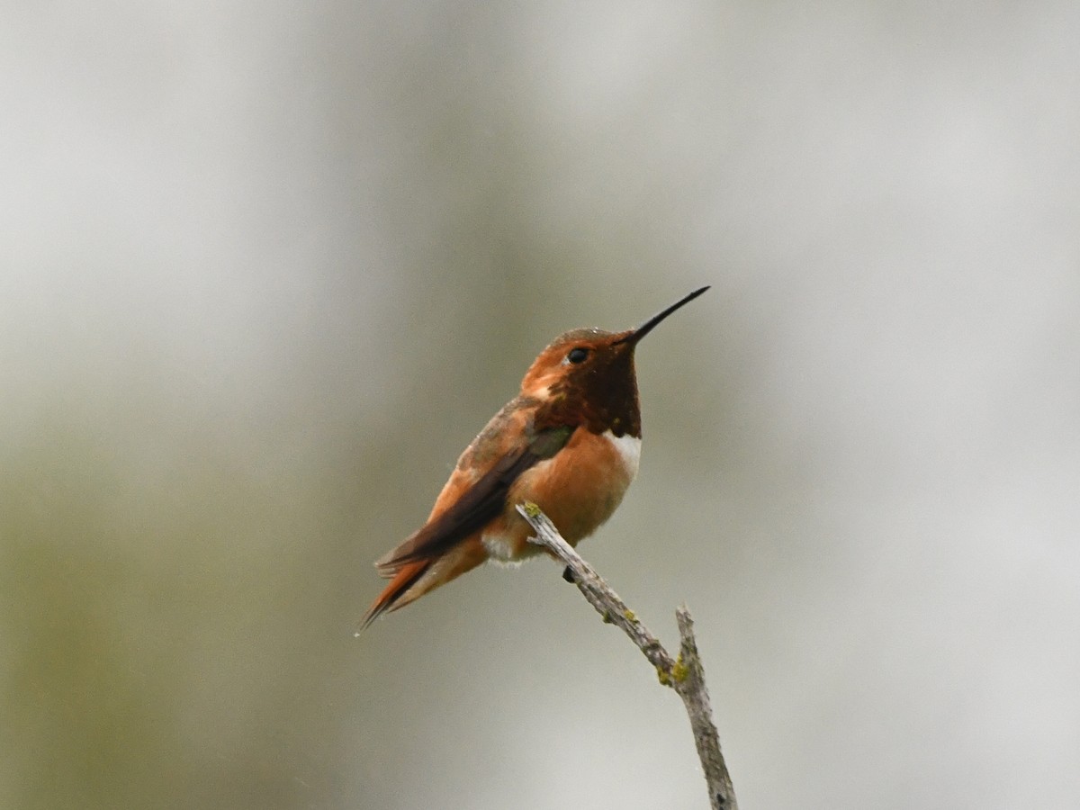 Allen's Hummingbird - ML618393002