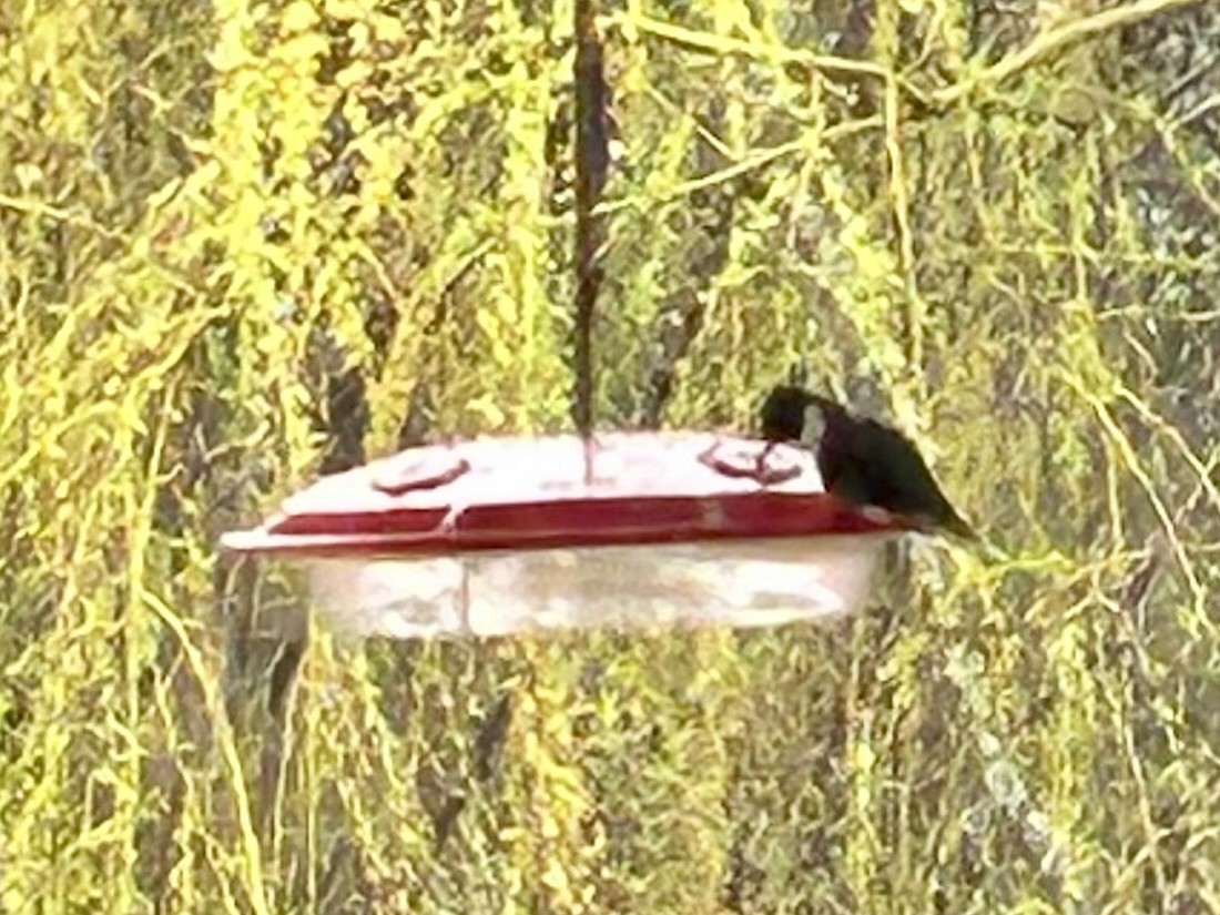 Ruby-throated Hummingbird - ML618393032