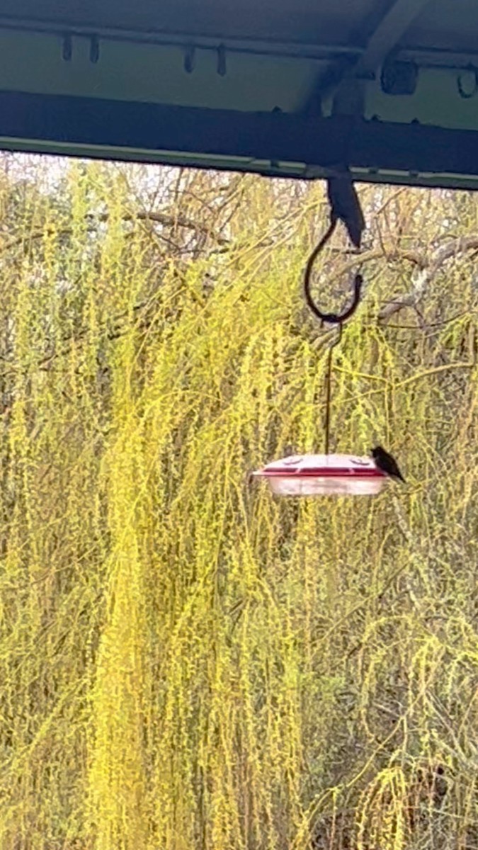 Ruby-throated Hummingbird - ML618393041