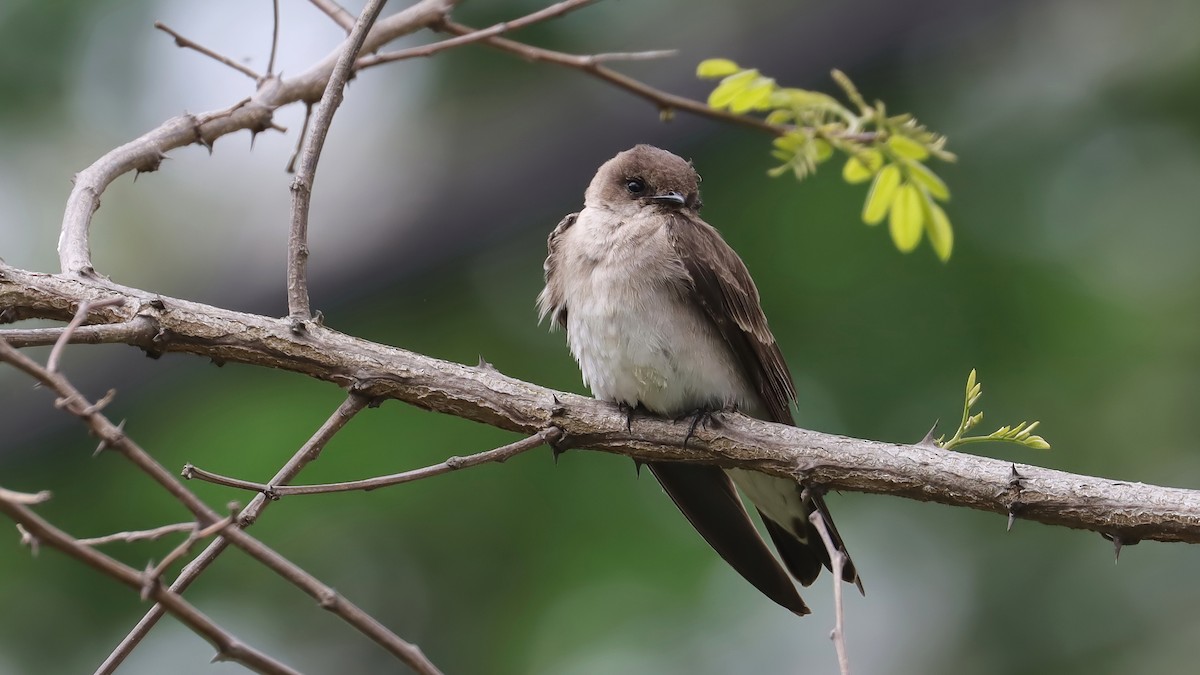 Northern Rough-winged Swallow - ML618393045