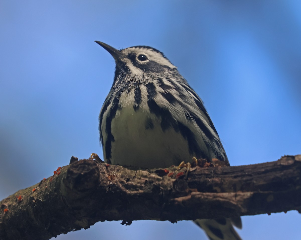 Black-and-white Warbler - ML618393046