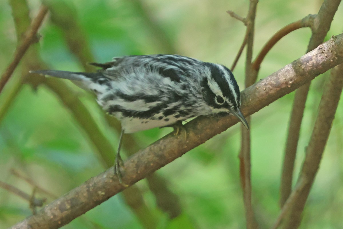 Black-and-white Warbler - ML618393047