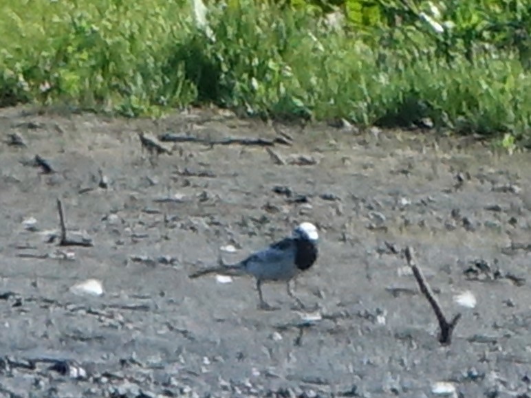 White Wagtail (Black-backed) - ML618393071