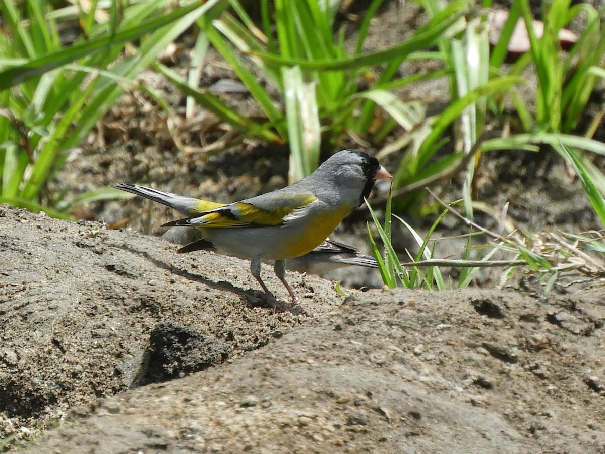 Lawrence's Goldfinch - ML618393091