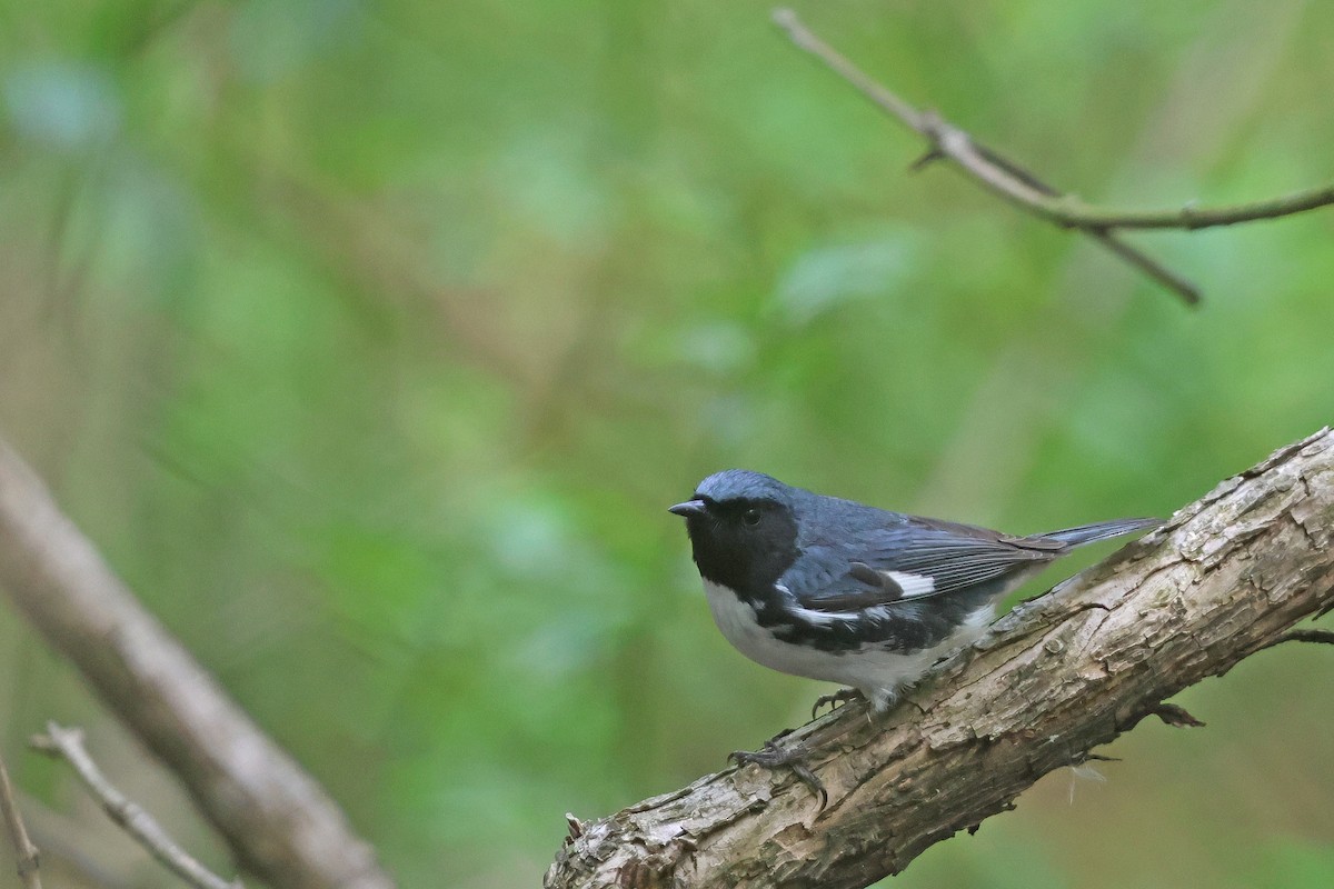 Black-throated Blue Warbler - ML618393096