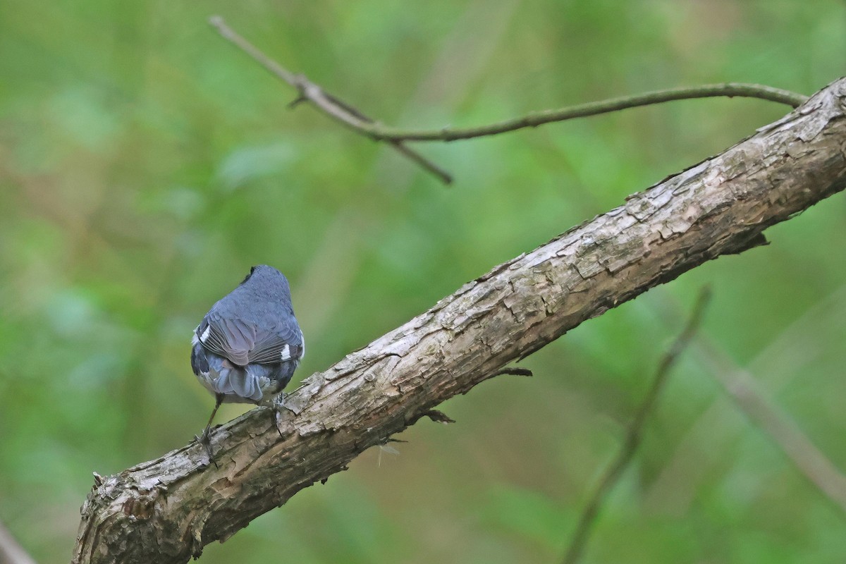 Black-throated Blue Warbler - ML618393097
