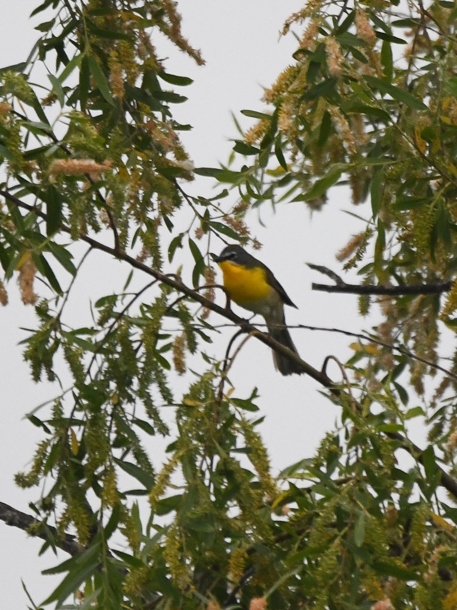 Yellow-breasted Chat - ML618393099