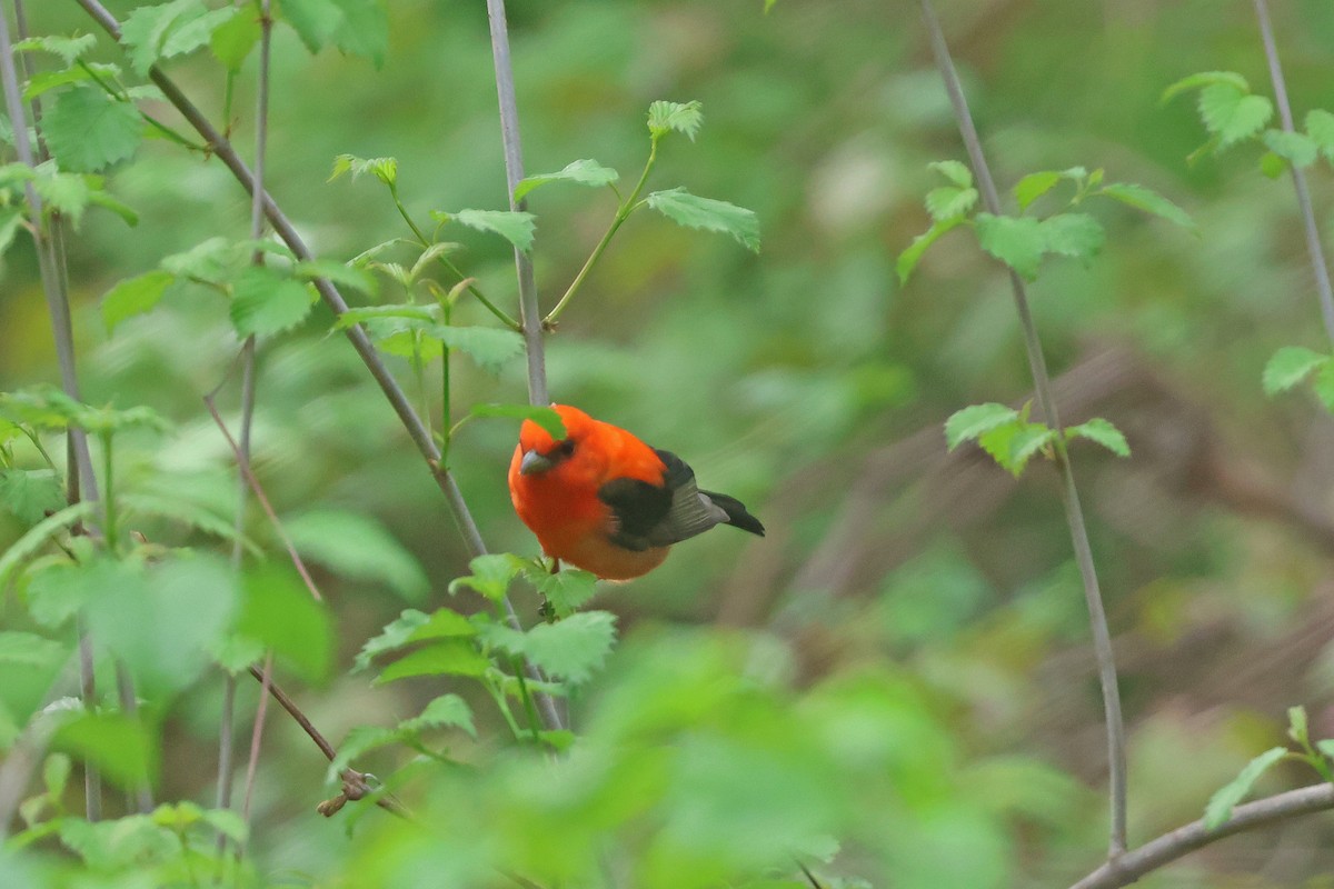 Scarlet Tanager - ML618393120