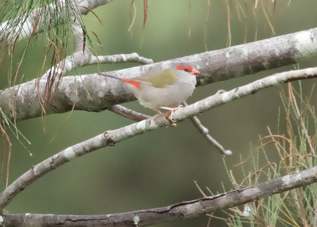 Red-browed Firetail - ML618393121