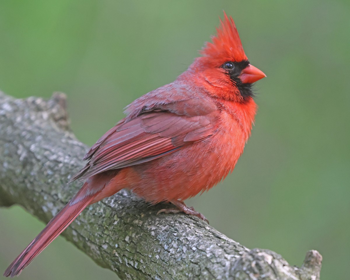 Northern Cardinal - Corey Finger