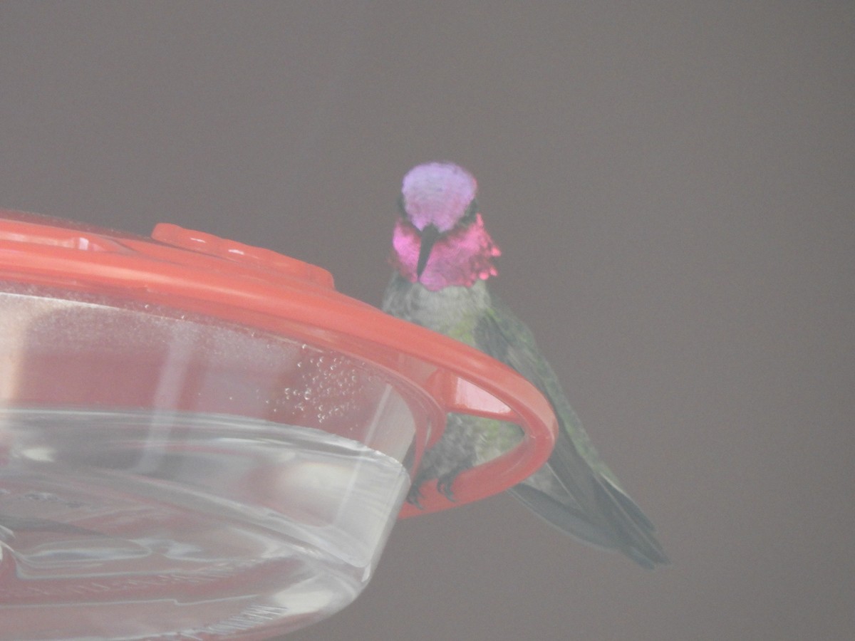 Anna's Hummingbird - ML618393148