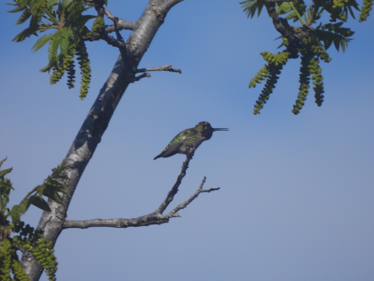 Anna's Hummingbird - ML618393176