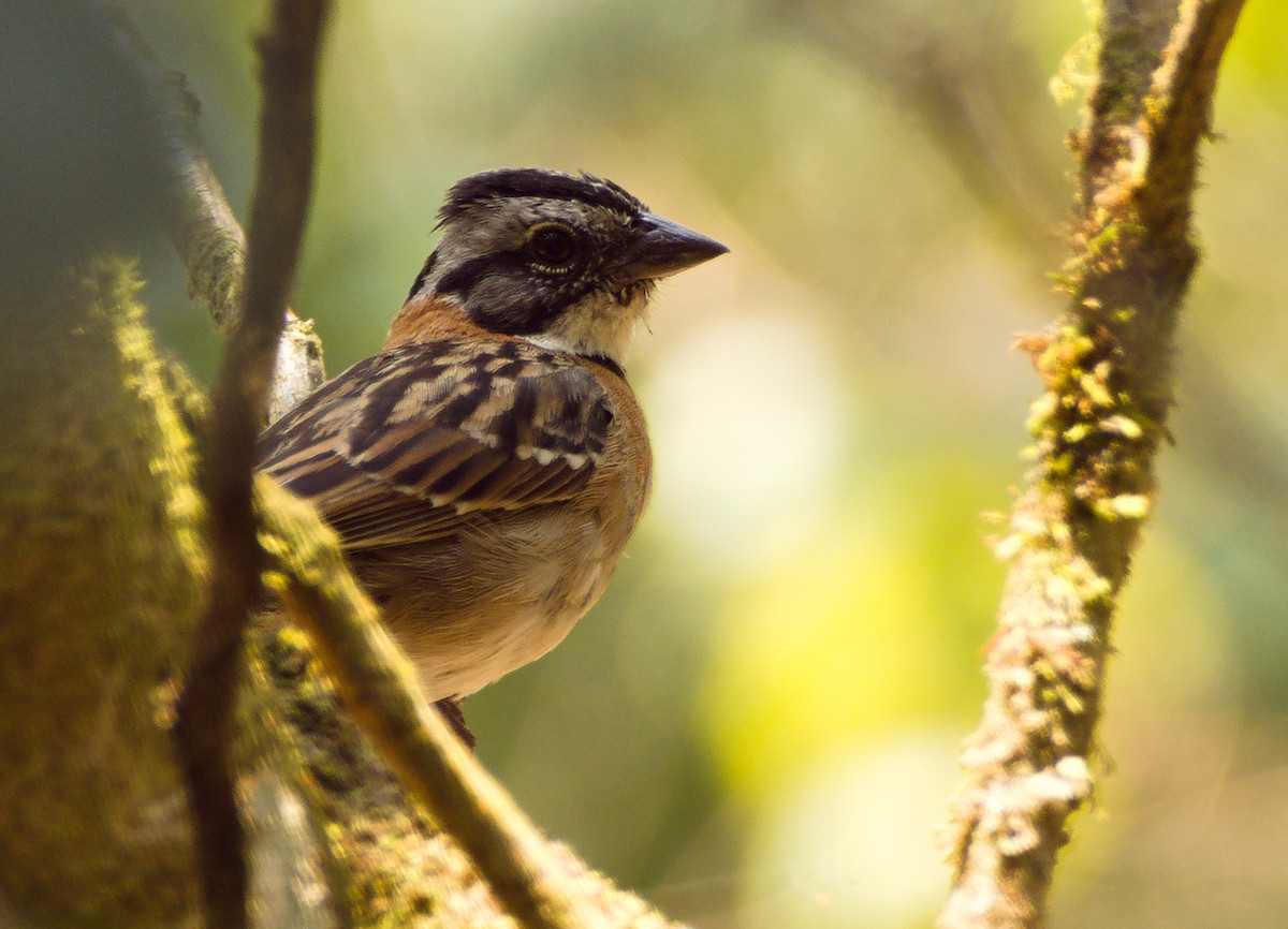 Rufous-collared Sparrow - Jessie Beaudreault Aguilar