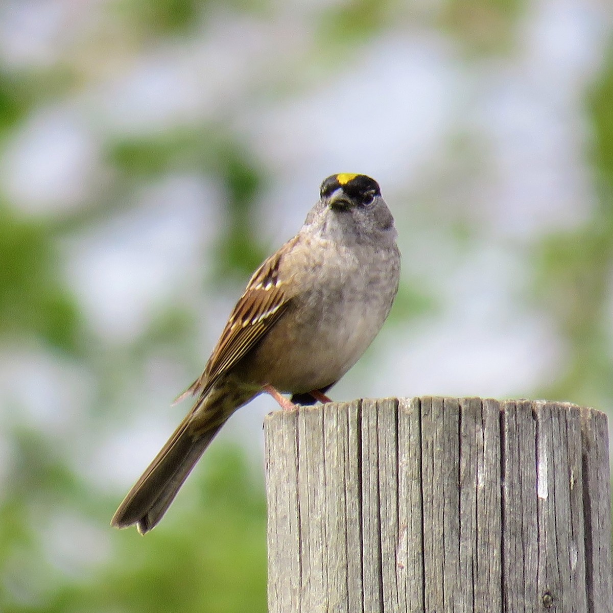 Golden-crowned Sparrow - ML618393225