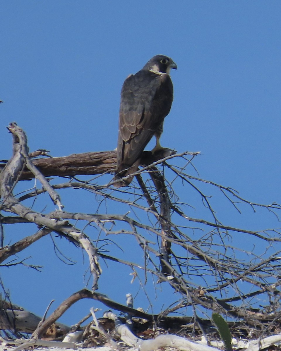 Peregrine Falcon (North American) - ML618393230