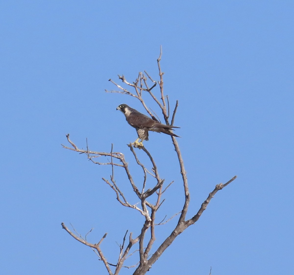 Peregrine Falcon (North American) - ML618393231