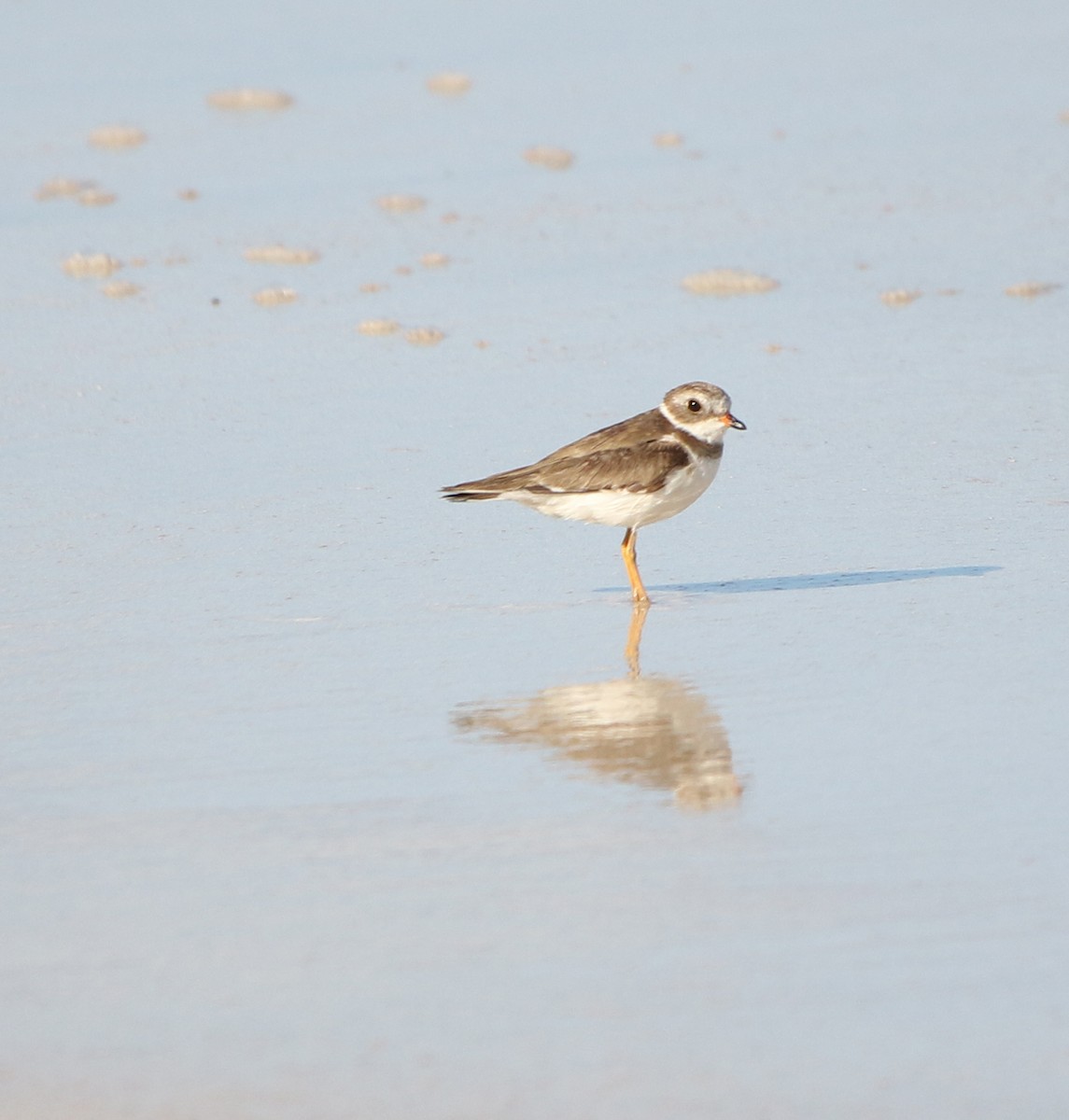 Semipalmated Plover - ML618393253