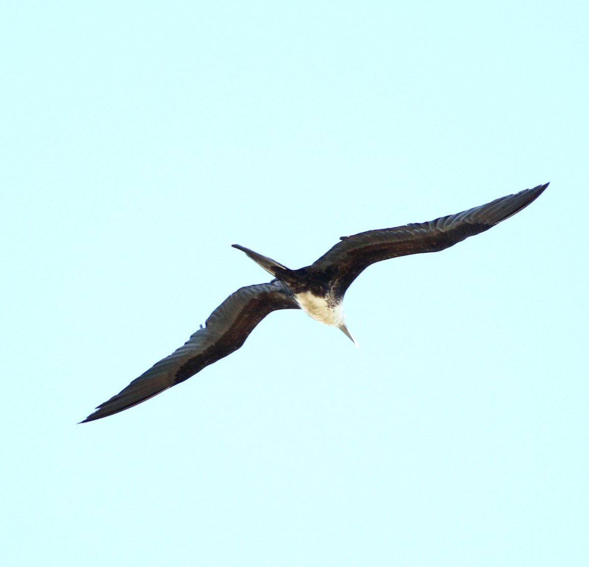 Magnificent Frigatebird - ML618393268