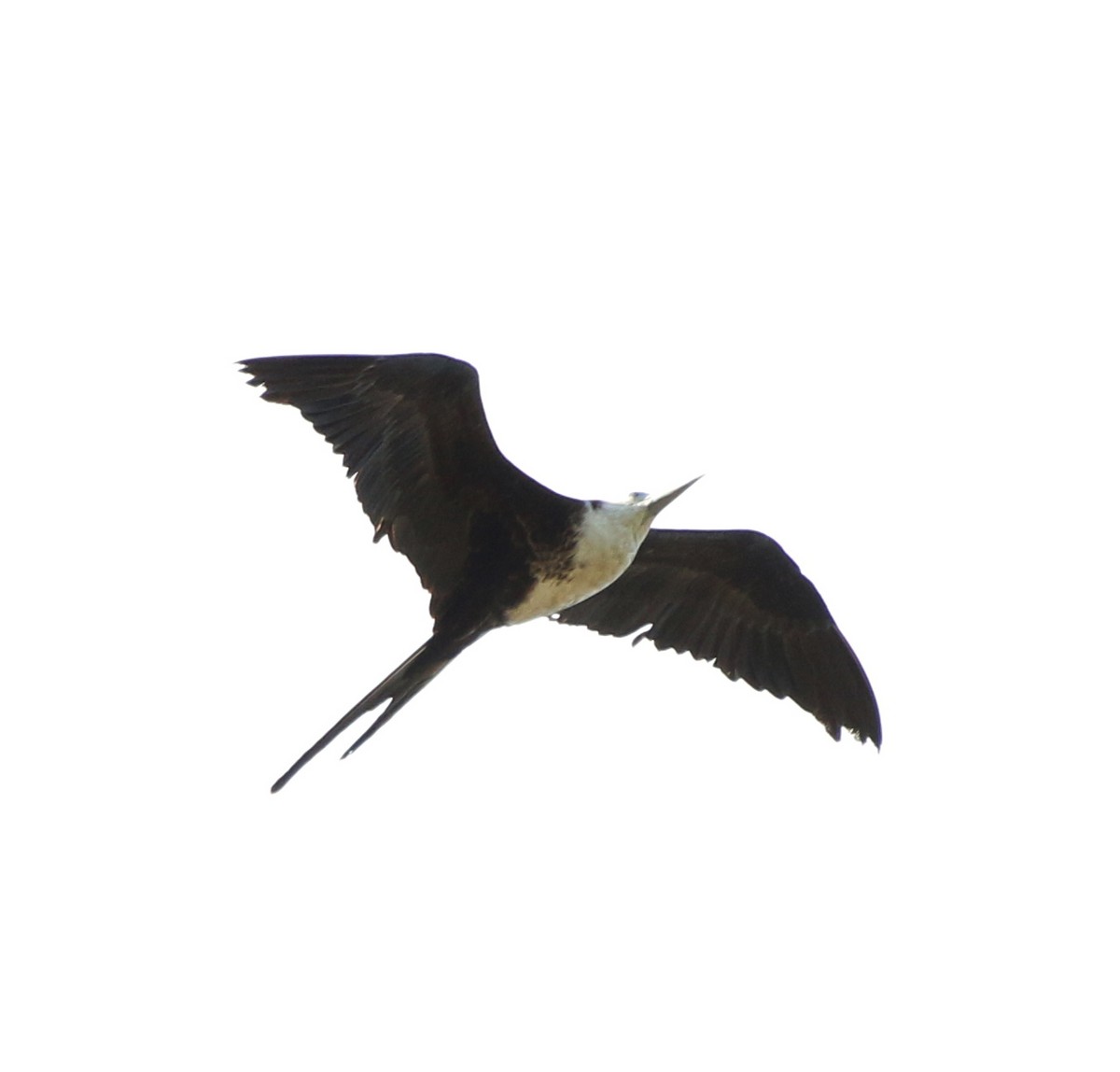 Magnificent Frigatebird - ML618393269