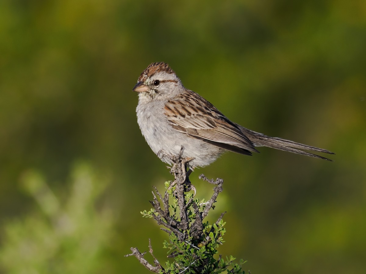 Rufous-winged Sparrow - ML618393303