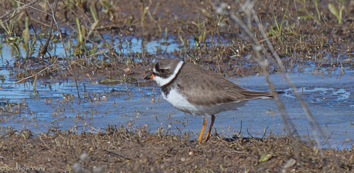 Semipalmated Plover - ML618393355