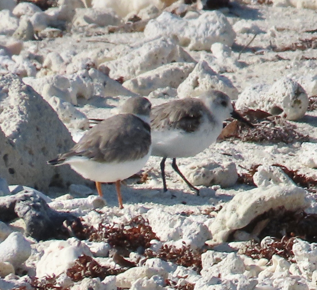 Piping Plover - ML618393364