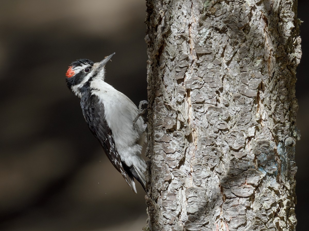 Hairy Woodpecker (Rocky Mts.) - ML618393390