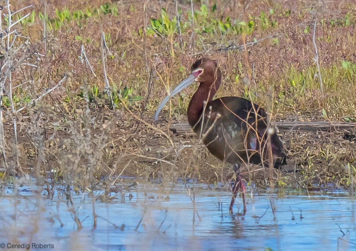 White-faced Ibis - Ceredig  Roberts