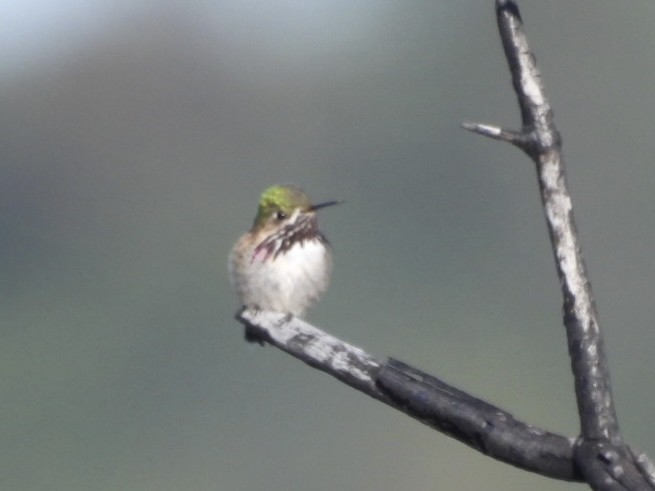 Calliope Hummingbird - ML618393423