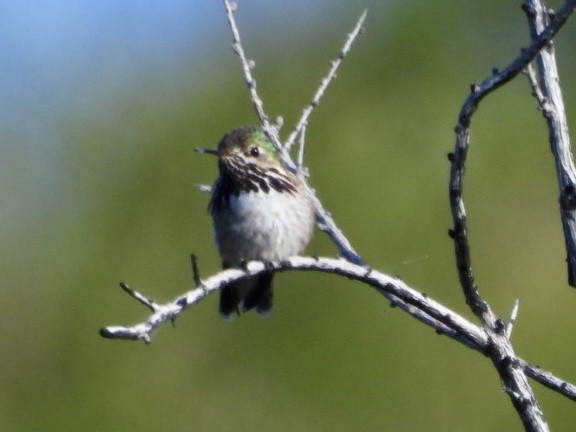 Calliope Hummingbird - ML618393424