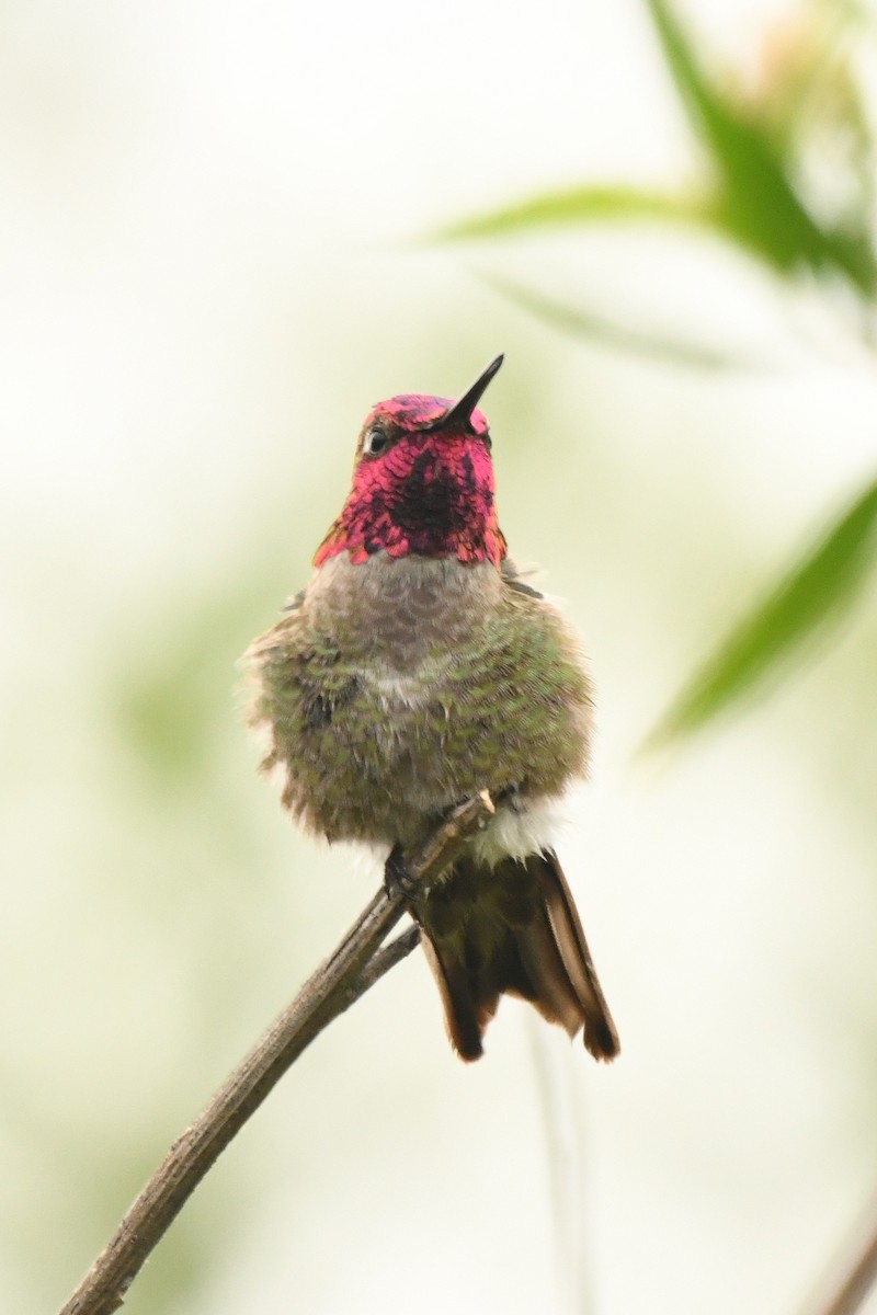 Anna's Hummingbird - Doug Lithgow