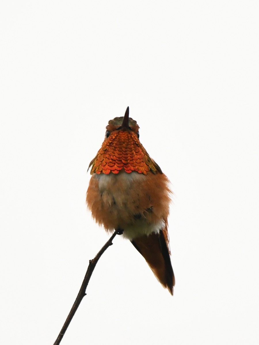 Allen's Hummingbird - ML618393477