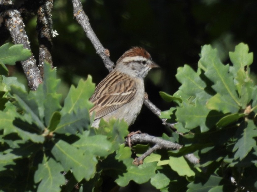 Chipping Sparrow - ML618393481