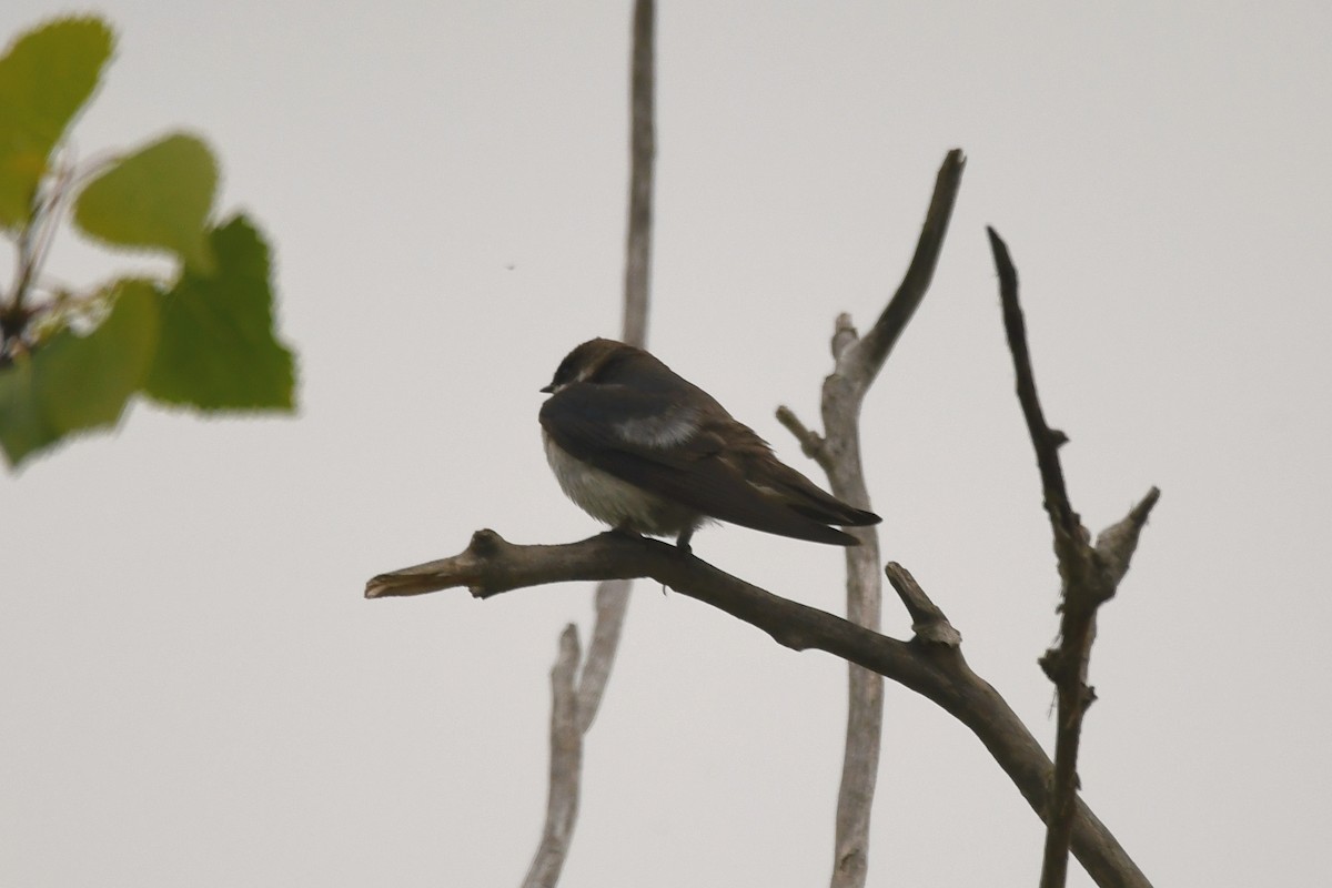 Northern Rough-winged Swallow - ML618393487