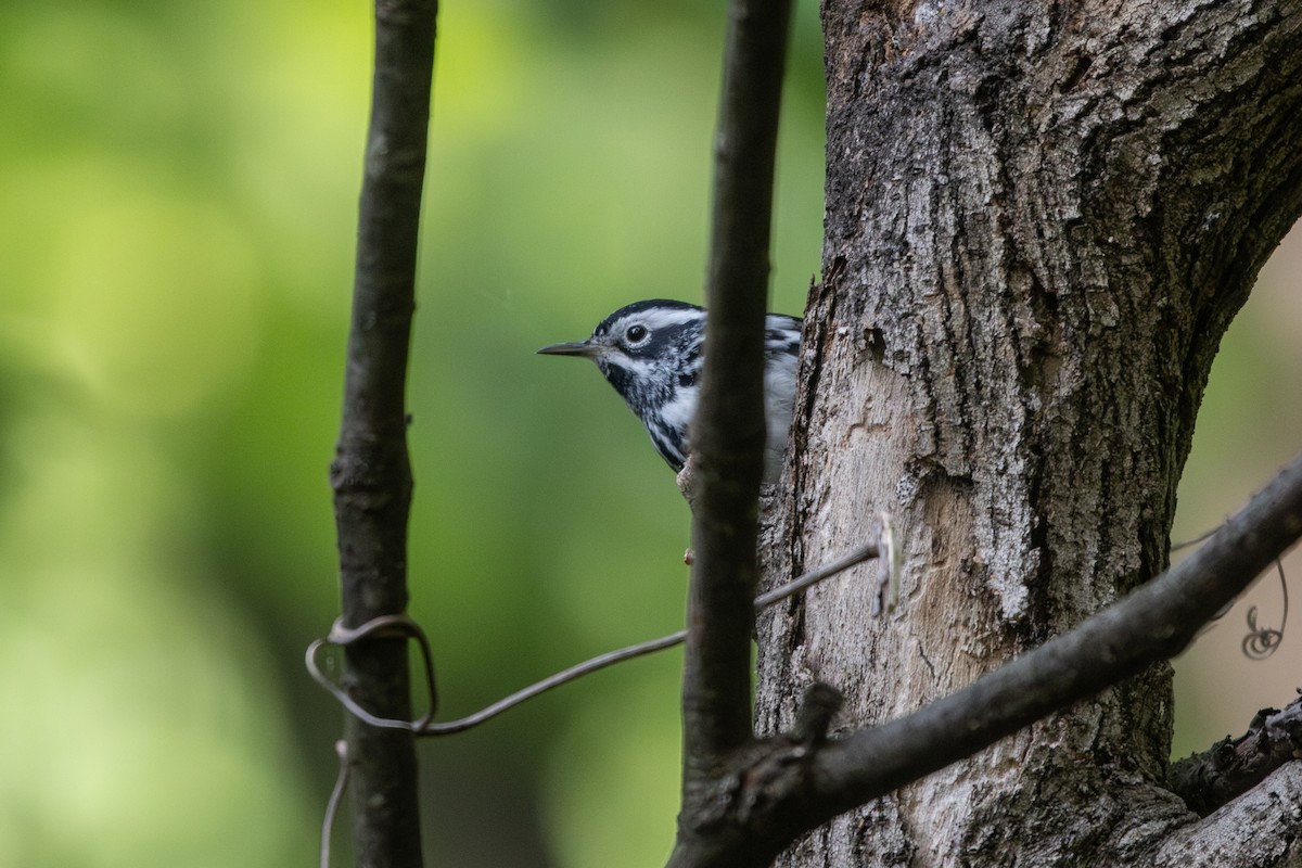 Black-and-white Warbler - ML618393502