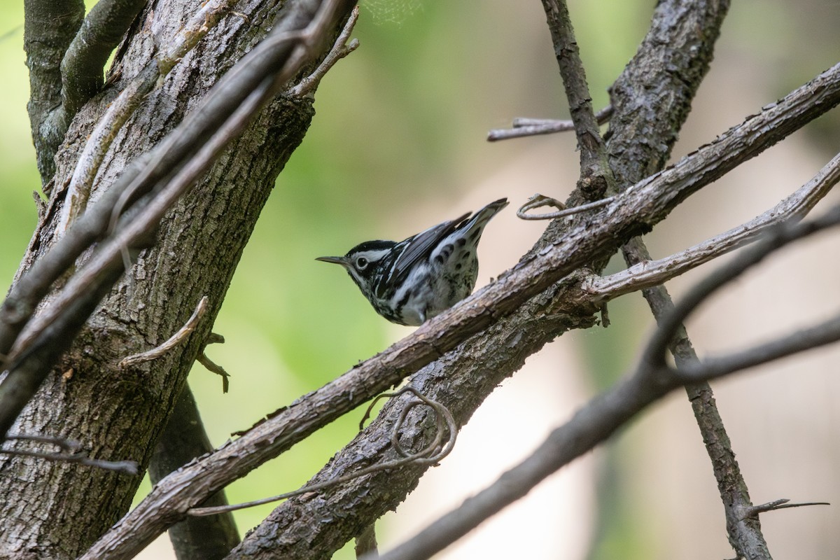 Black-and-white Warbler - ML618393503