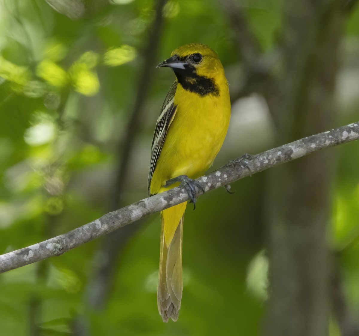 Orchard Oriole - ML618393542