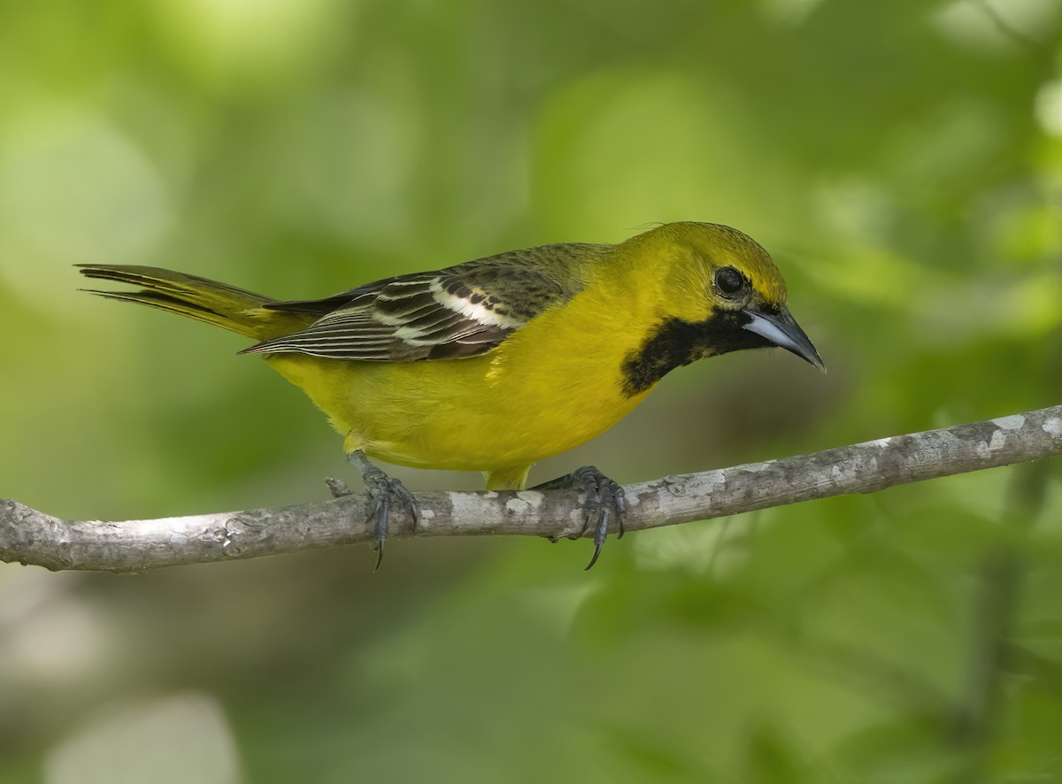 Orchard Oriole - ML618393551