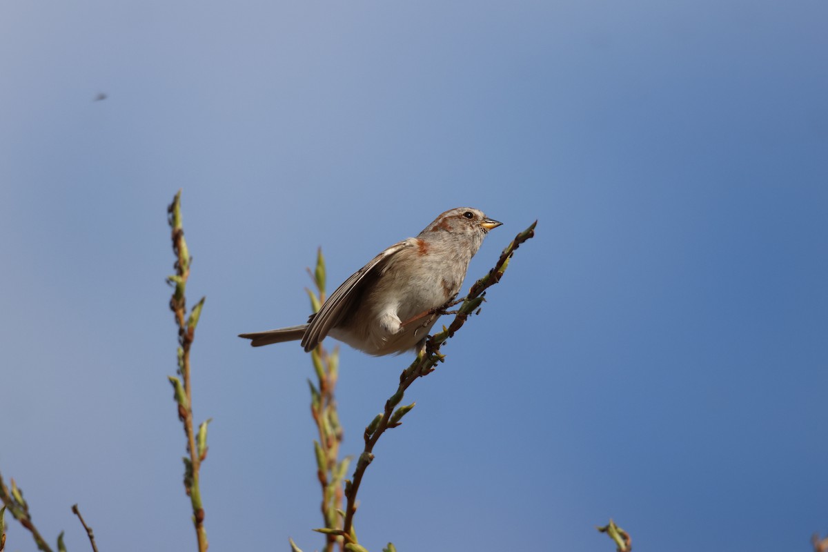 American Tree Sparrow - ML618393552